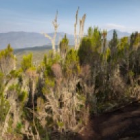 Gnarly Vegetation on Kilimanjaro