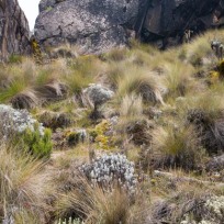 Cool Vegetation on Kilimanjaro
