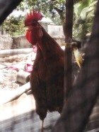 Shatani the Rooster