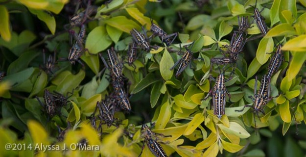 Locusts - Alyssa O'Mara